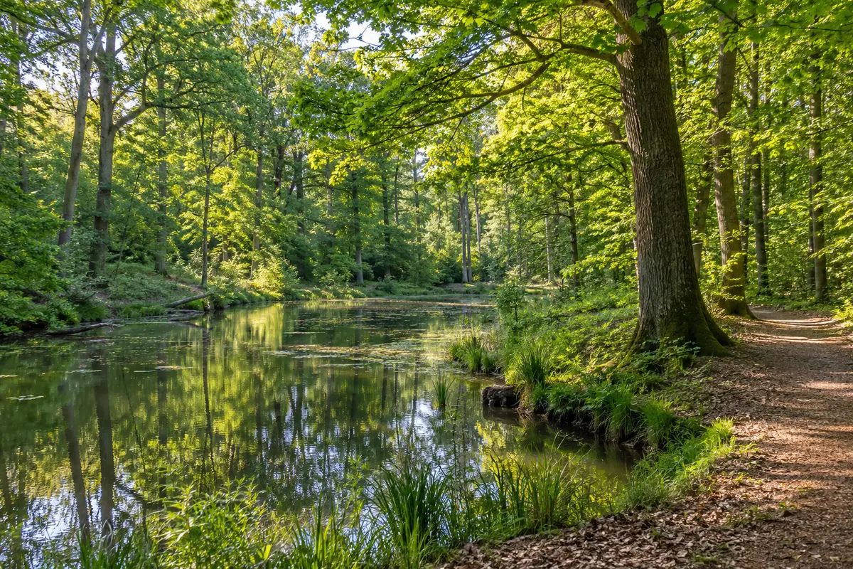 Darmstadt’s wooded surroundings in Hesse